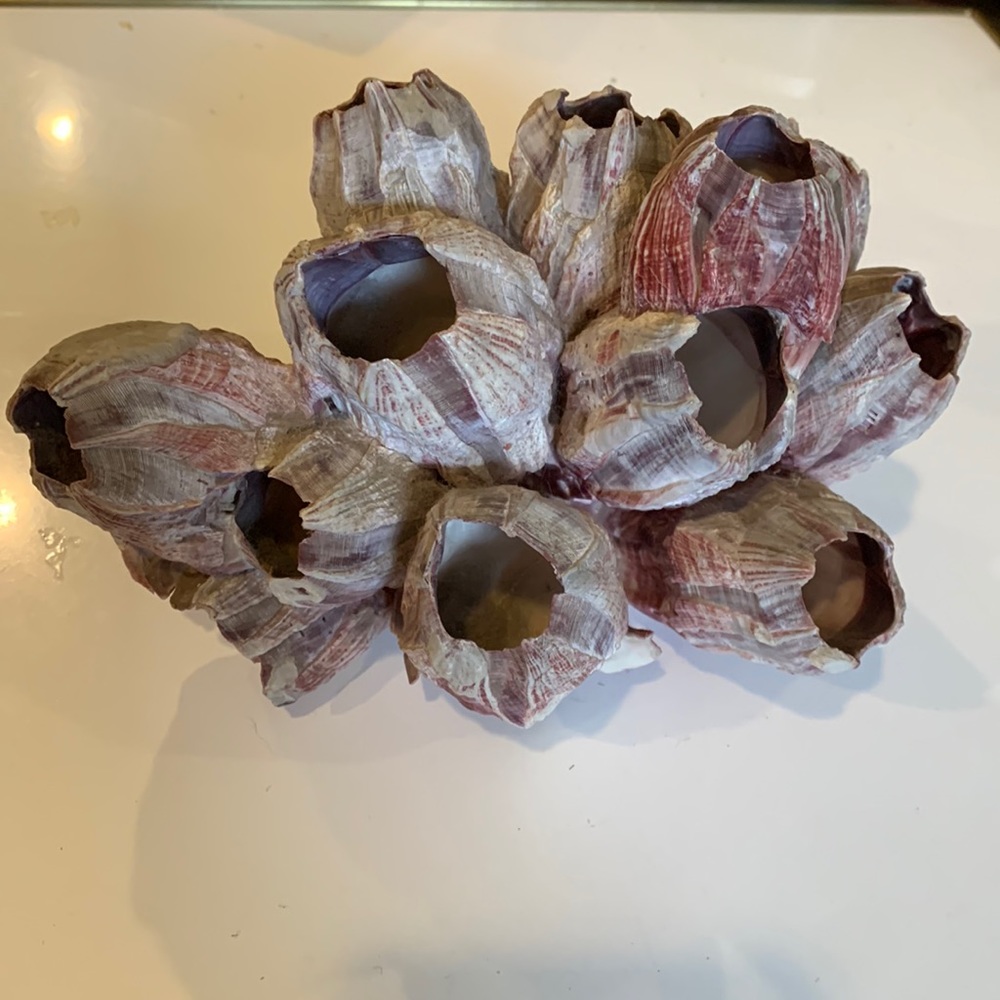 Large purple barnacle cluster vintage